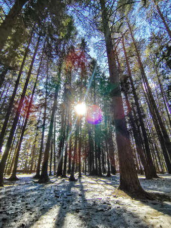 The tops of pine trees in the wind one fine spring day. winter forest. Votkinsk. Russia