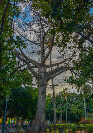 The Ceiba tree of the American Fraternity in the Fraternity Park in Havana. March 27, 2019. Cubaの写真素材