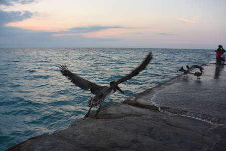 Pelicans feel great on a tropical beach in Varadero, Cuba. Pelican on Varadero beach in the eveningの写真素材