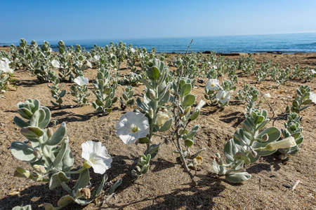 White flowers on the shore of the Caspian Sea in Dagestan. Russiaの写真素材