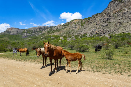 Horses on the background of ancient limestone high rounded mountains in an air haze. The Valley of Ghosts. Demerdzhi. May 2021. Crimea.の写真素材