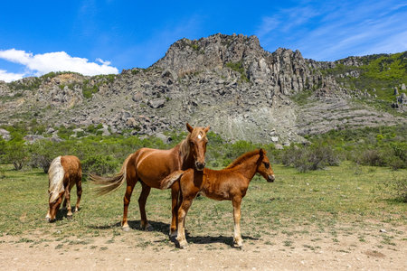 Horses on the background of ancient limestone high rounded mountains in an air haze. The Valley of Ghosts. Demerdzhi. May 2021. Crimea.の写真素材