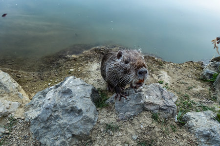 A nutria rodent in a park near the city of Yalta. Crimea 2021.の写真素材