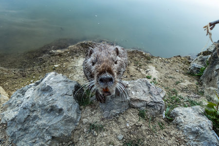 A nutria rodent in a park near the city of Yalta. Crimea 2021.