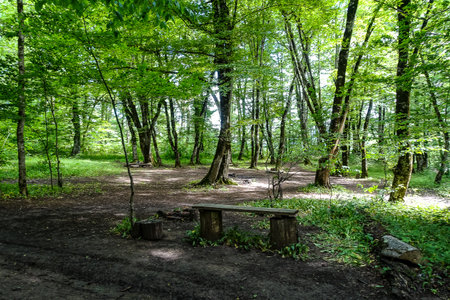 A picturesque forest on the way to the eagle shelf. Mezmai.の写真素材