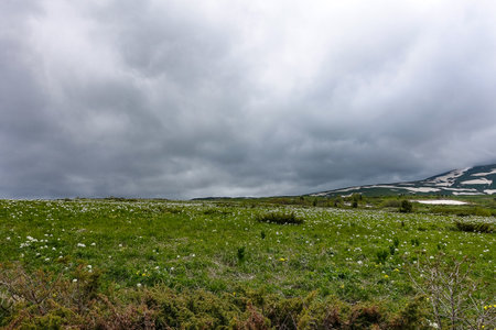 Beautiful flowers on the Lago Naki plateau. Adygea. Caucasus Mountains.の写真素材