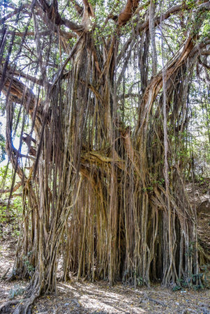 Big banyan or Indian ficus in Goa in India. A beautiful huge banyan tree in the Indian jungle near Arambol beach. Banyan, considered a sacred tree, is highly revered in India.の写真素材