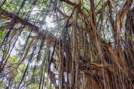 Big banyan or Indian ficus in Goa in India. A beautiful huge banyan tree in the Indian jungle near Arambol beach. Banyan, considered a sacred tree, is highly revered in India.の写真素材