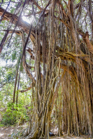 Big banyan or Indian ficus in Goa in India. A beautiful huge banyan tree in the Indian jungle near Arambol beach. Banyan, considered a sacred tree, is highly revered in India.の写真素材