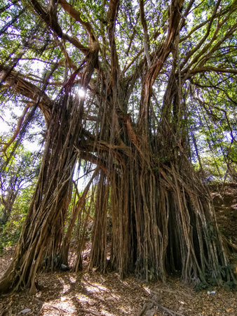 Big banyan or Indian ficus in Goa in India. A beautiful huge banyan tree in the Indian jungle near Arambol beach. Banyan, considered a sacred tree, is highly revered in India.の写真素材