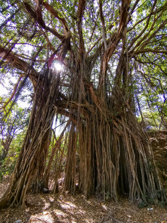 Big banyan or Indian ficus in Goa in India. A beautiful huge banyan tree in the Indian jungle near Arambol beach. Banyan, considered a sacred tree, is highly revered in India.の写真素材