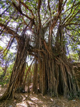 Big banyan or Indian ficus in Goa in India. A beautiful huge banyan tree in the Indian jungle near Arambol beach. Banyan, considered a sacred tree, is highly revered in India.の写真素材