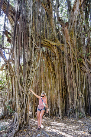 A girl near a big banyan tree or an Indian ficus in Goa in India. A beautiful huge banyan tree in the Indian jungle near Arambol beach. Banyan, considered a sacred tree, is highly revered in India.の写真素材