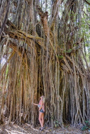 A girl near a big banyan tree or an Indian ficus in Goa in India. A beautiful huge banyan tree in the Indian jungle near Arambol beach. Banyan, considered a sacred tree, is highly revered in India.の写真素材