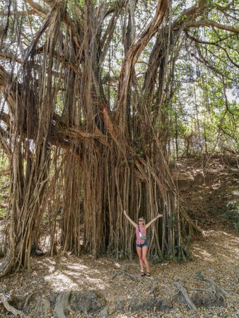 A girl near a big banyan tree or an Indian ficus in Goa in India. A beautiful huge banyan tree in the Indian jungle near Arambol beach. Banyan, considered a sacred tree, is highly revered in India.の写真素材