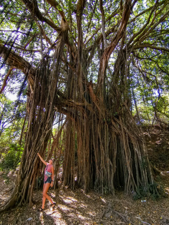 A girl near a big banyan tree or an Indian ficus in Goa in India. A beautiful huge banyan tree in the Indian jungle near Arambol beach. Banyan, considered a sacred tree, is highly revered in India.の写真素材