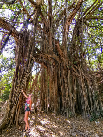 A girl near a big banyan tree or an Indian ficus in Goa in India. A beautiful huge banyan tree in the Indian jungle near Arambol beach. Banyan, considered a sacred tree, is highly revered in India.の写真素材