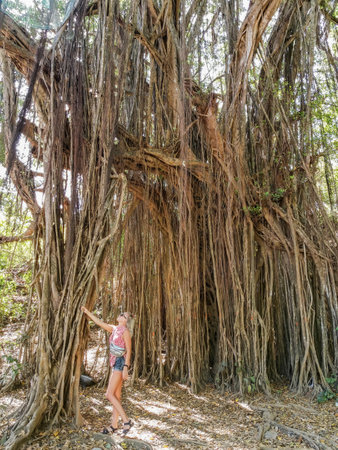 A girl near a big banyan tree or an Indian ficus in Goa in India. A beautiful huge banyan tree in the Indian jungle near Arambol beach. Banyan, considered a sacred tree, is highly revered in India.の写真素材