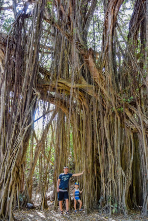 A man with a child near a large banyan tree or Indian ficus in Goa in India. A beautiful huge banyan tree in the Indian jungle near Arambol beach.の写真素材
