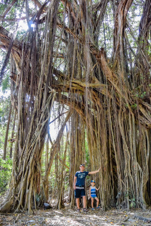 A man with a child near a large banyan tree or Indian ficus in Goa in India. A beautiful huge banyan tree in the Indian jungle near Arambol beach.の写真素材