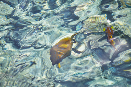 Crystal turquoise water of the Red sea. Background of the Red Sea water surface. Top down view of the vivid fish under the crystal clear water surface of the sea. Waves on the azure surface of the Red Seaの写真素材