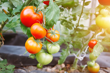Red and green tomatoes grow on twigs. Ripen tomatoes on stalk. Organic food farming and agriculture concept. Close up view with shallow depth of field.の写真素材