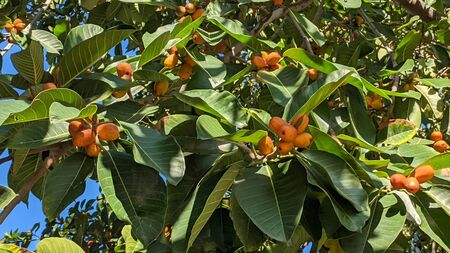 Ficus with green leaves and orange and purple fruits