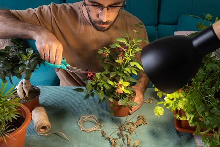 White man with glasses pruning and taking care of house plants