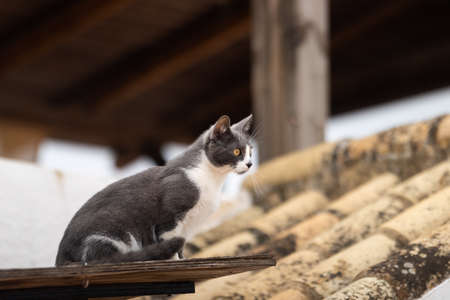 Cat on a roofの写真素材