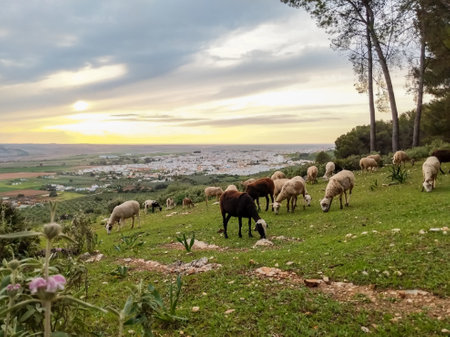 Landscape photography of the town of Seville at sunset, Montellano