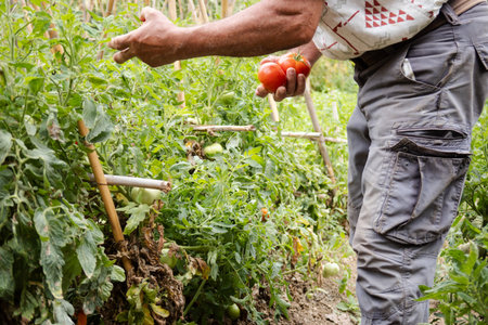 A man is picking tomatoes from a garden. The tomatoes are ripe and ready to be picked. The man is...