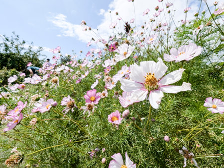 White and pink flowers in a municipal garden.の写真素材