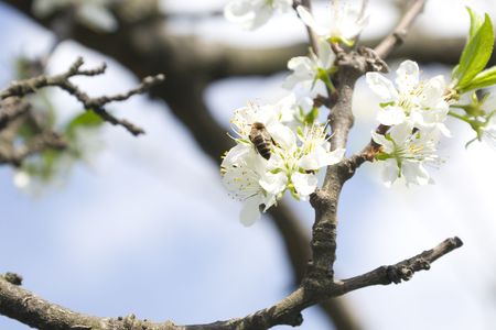 detail of a flower branch in spring timeの写真素材
