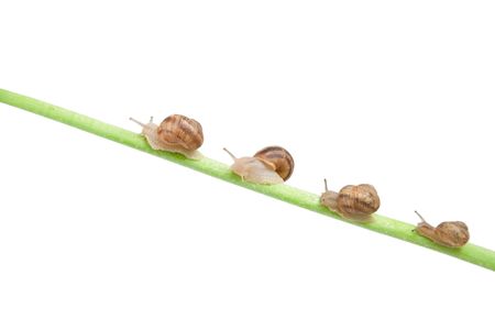 family of snail climbing on green stickの写真素材