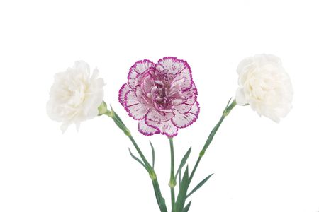 white and pink blooming carnation flowers on white backgroundの写真素材