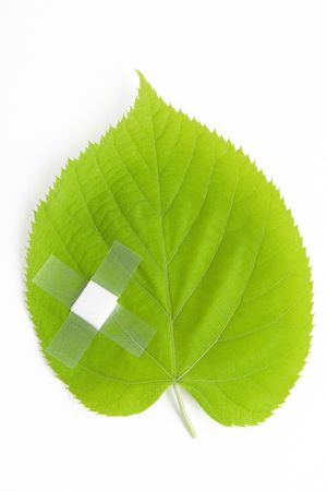 environment protection, green leaf bandaged with white patchの写真素材