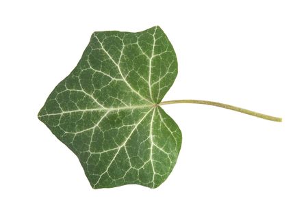 front view of green leaf on white backgroundの写真素材