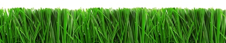 fresh spring green grass isolated on white background の写真素材