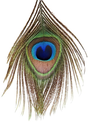 Detail of peacock feather eye on white backgroundの写真素材