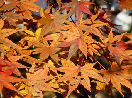 Red and yellow maple leaves in autumn