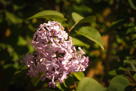 Minimal composition of a white purple flower with smooth edges