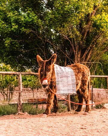 a brown donkey kept inside the farm with the saddleの写真素材