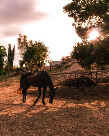 black horse inside a fence of a farm on sunsetの写真素材