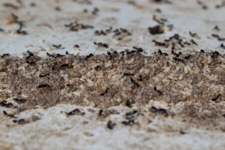 Red ants with eggs on a white tableの写真素材