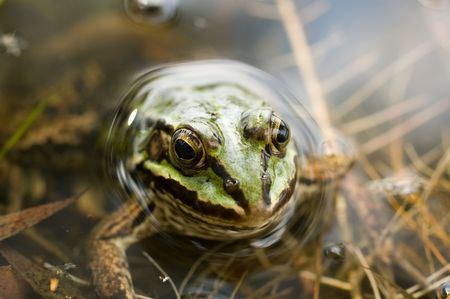 green frog in the water