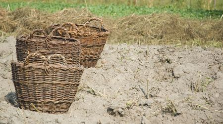 three basket for potatos on the fieldの写真素材