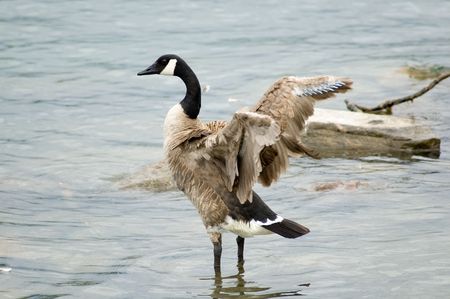 Canadian goose in the waterの写真素材