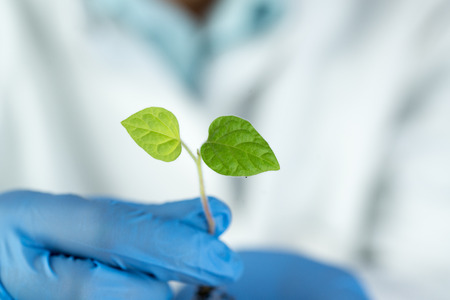 scientist wearing blue gloves holding green plantの写真素材