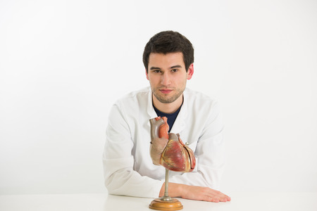 young male doctor works with model of human heart