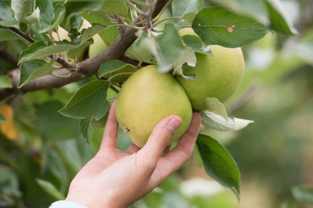 womans hand picking up green apples